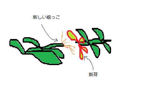 ブセファランドラの株分け方法。≪ブセファランドラ・カユラピス≫